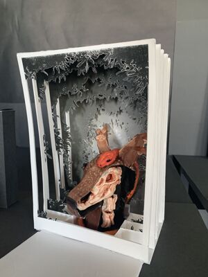 Img 7567